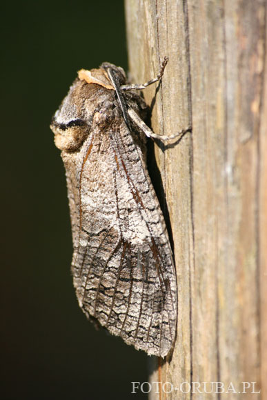 Trociniarka czerwica (Cossus cossus) 01.jpg