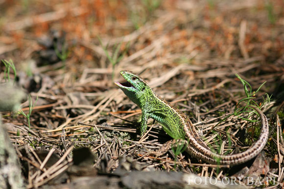 Jaszczurka zwinka (Lacerta agilis) 01.jpg