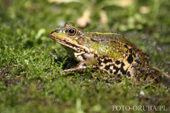 Zaba wodna (Rana esculenta) 02.jpg