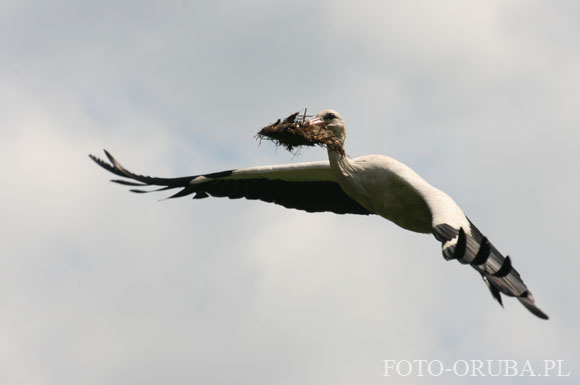 Bocian bialy (Ciconia ciconia) 01.jpg