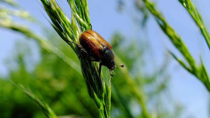 przyroda 31maj2015r (22).JPG