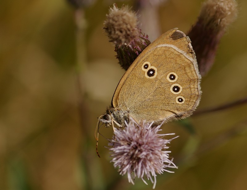 motyl.jpg