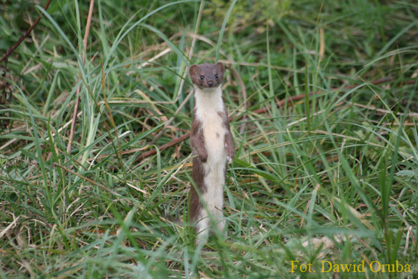 Laska(Mustela nivalis) 02.jpg