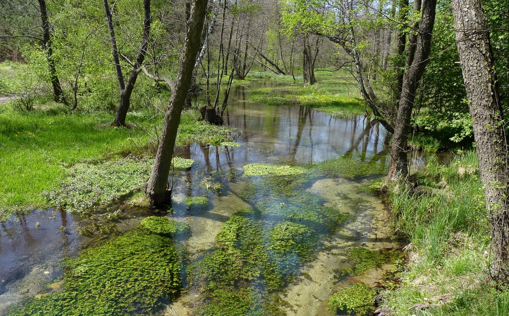 Białka w majowe przedpołudnie